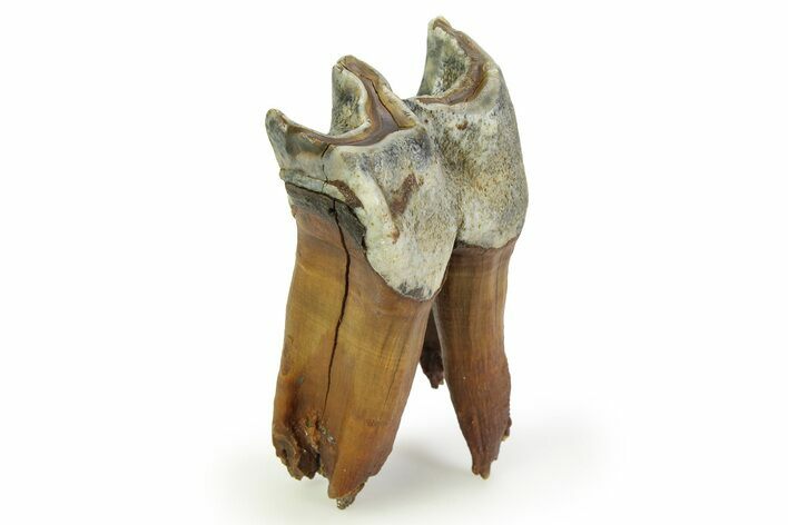 Fossil Woolly Rhino (Coelodonta) Tooth - Siberia #350943